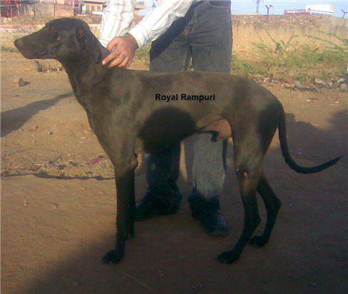 rampur hound dog images