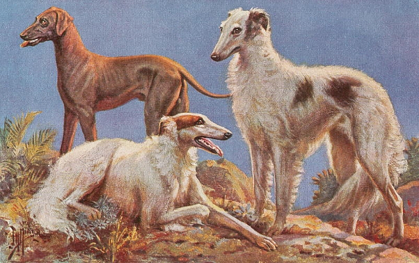 russian_wolfhounds_and_rampur_ngs.jpg